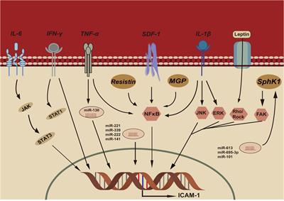 Roles of intercellular cell adhesion molecule-1 (ICAM-1) in colorectal cancer: expression, functions, prognosis, tumorigenesis, polymorphisms and therapeutic implications